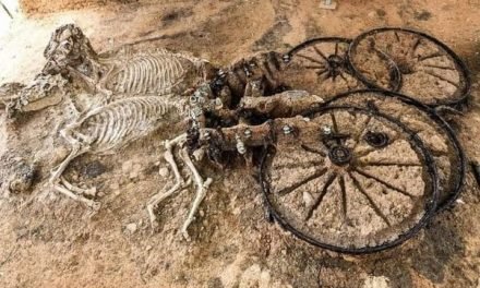 A 2000 year-old Thracian chariot with horse skeletons